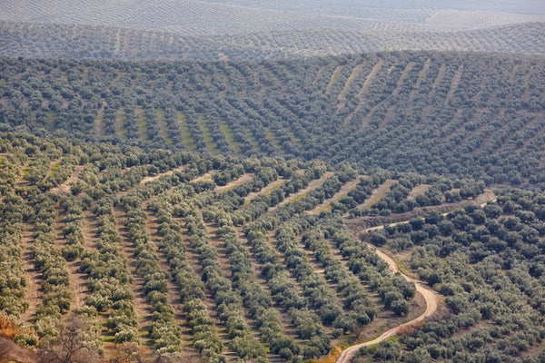 Spanish Picual Olive Oil